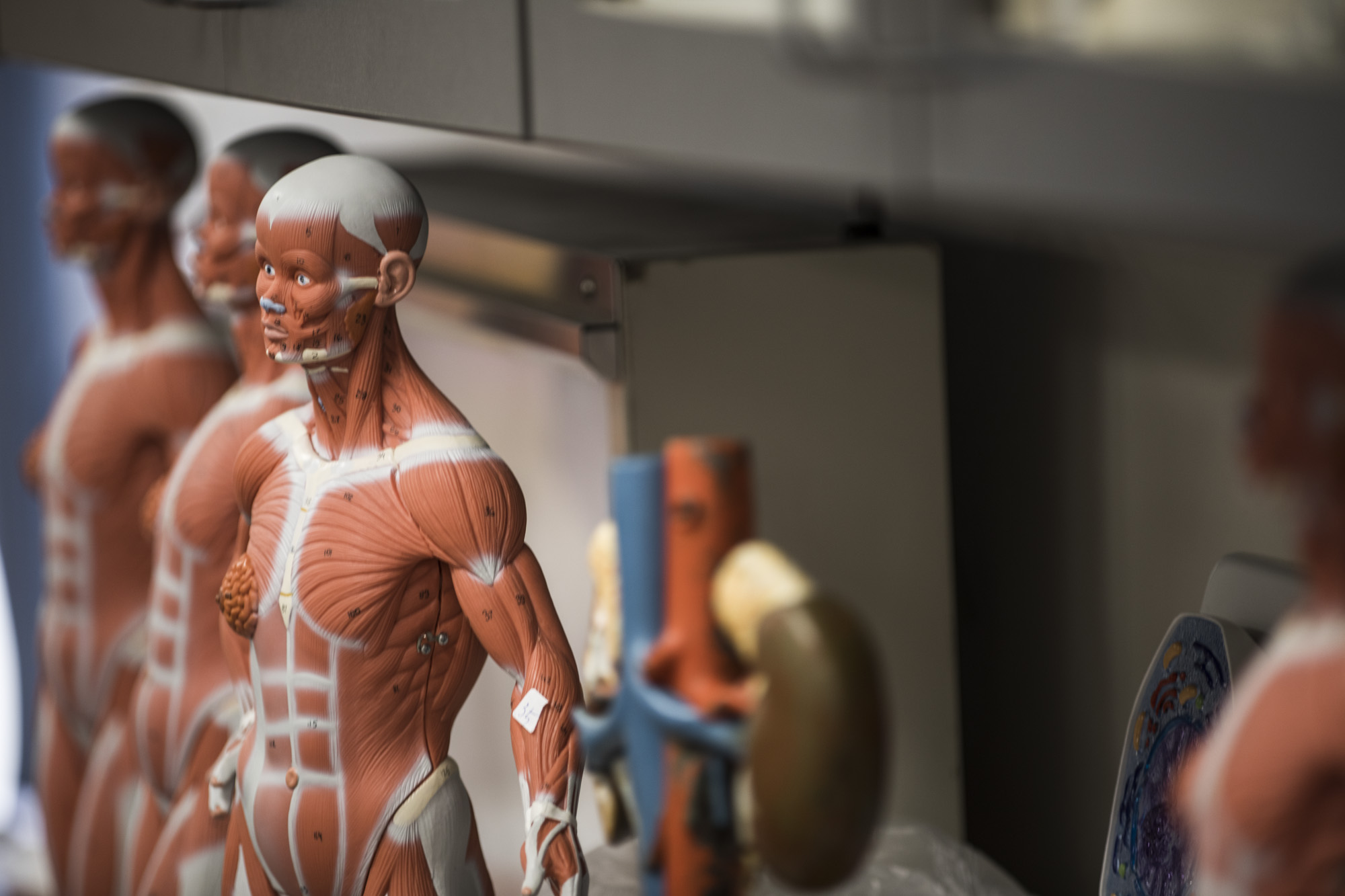 Anatomical models in the biology classroom at DC3