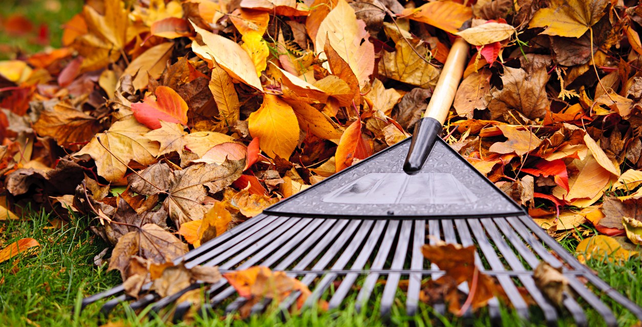 Leaves on green grass with a rake